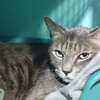 DOUG CHA, chat à adopter