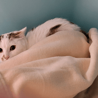 BONNEMINE, chatte à adopter