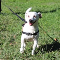 LUCKY, chien à adopter