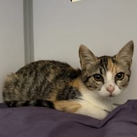 Bambi, chatte à adopter