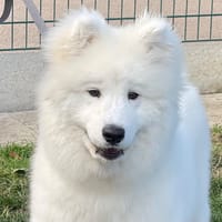 BASKO, chien à adopter