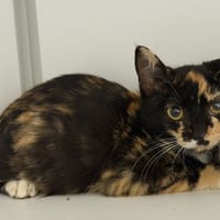 Kiwi, chatte à adopter