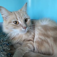 MIRABELLE, chatte à adopter