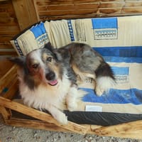 MAIKO, chien à adopter