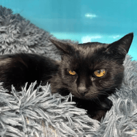 NOUGATINE, chatte à adopter