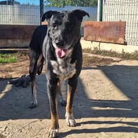 roucky, chien à adopter