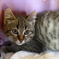 SAMOUSA, chat à adopter