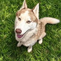 SHUNA PAA24469, chienne à adopter