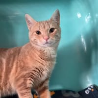 Salamèche, chat à adopter