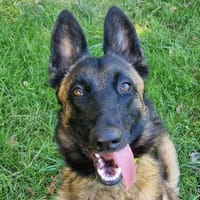 JINX, chienne à adopter