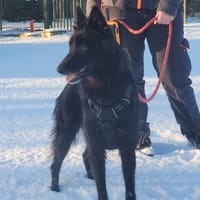 PIM'S (réservée), chienne à adopter