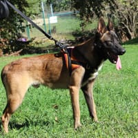 AXEL, chien à adopter
