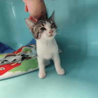 HESTIA, chatte à adopter