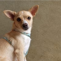 Chloé, chienne à adopter