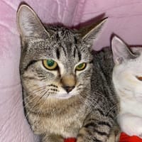WASABI, chatte à adopter