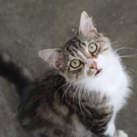 VOX, chat à adopter