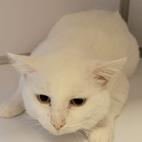 KARMA, chat à adopter
