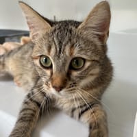 Libra, chatte à adopter