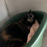 Betty, chatte à adopter