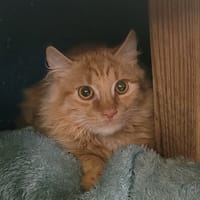 NEMO, chat à adopter
