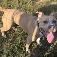 kayzeur, chien à adopter