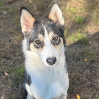 SMILEY, chien à adopter