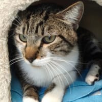 NINO, chat à adopter