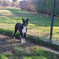 lassie, chienne à adopter