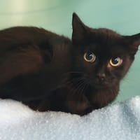 ZANZIBAR CHA, chat à adopter