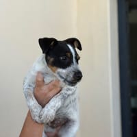 BAOZI, chien à adopter