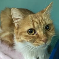POUPOUNE, chatte à adopter