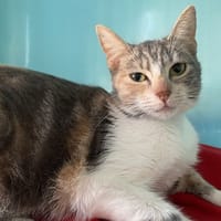 LILAS, chatte à adopter