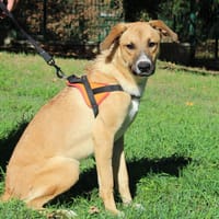 MAX, chien à adopter