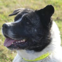 LYLIE BELLE CHAO, chienne à adopter