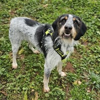 VOLT, chien à adopter