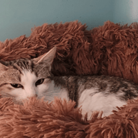OBELIX, chat à adopter