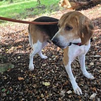 HONOARI QCN, chien à adopter