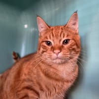 Pikachu, chat à adopter