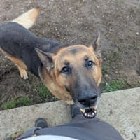 ODIN QCN, chien à adopter