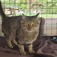 ANASTASIA, chatte à adopter