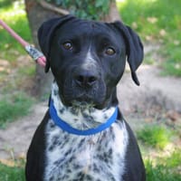 Cassegrain, chien à adopter