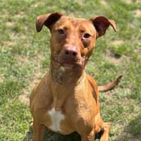 Uma, chienne à adopter