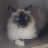 JASMINE, chatte à adopter