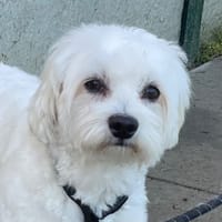 AMOS 2, chien à adopter