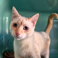Mew, chat à adopter