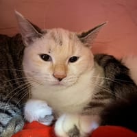 CRASY, chatte à adopter