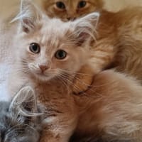 GUS (réservé), chat à adopter