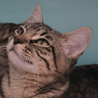 BLUE (en cours d'adoption), chatte à adopter