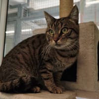 MARTY, chat à adopter