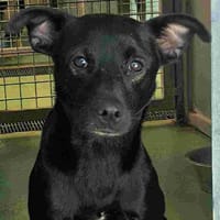 MYSTIC, chienne à adopter